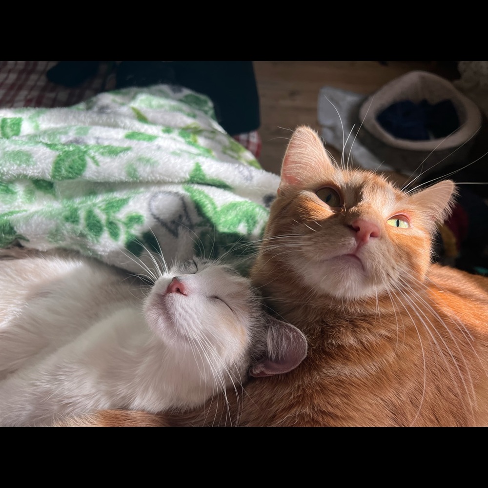 ✨🎉Spell trade💐 @alana_knoll 💐 ✨ 🎉